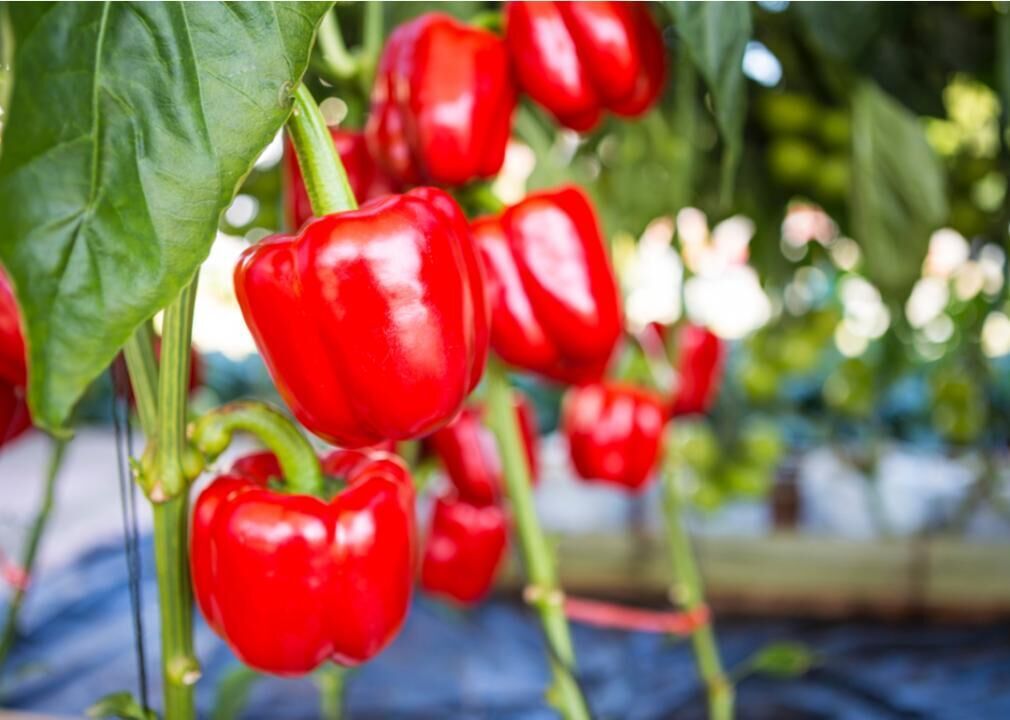 Red peppers